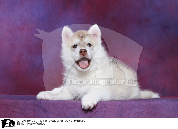 Sibirien Husky Welpe / Siberian Husky Puppy / JH-16405