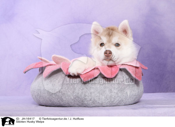 Sibirien Husky Welpe / Siberian Husky Puppy / JH-16417