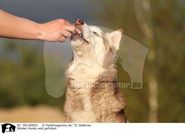 Sibirien Husky wird gefttert / feeding a Siberian Husky / DG-05603