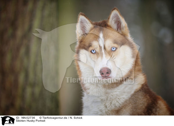 Sibirien Husky Portrait / Siberian Husky Portrait / NN-02736