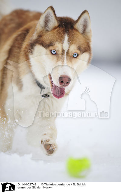 rennender Sibirien Husky / NN-02749