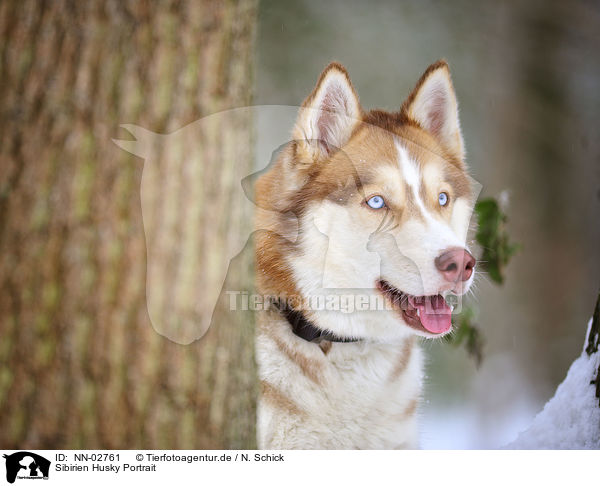 Sibirien Husky Portrait / NN-02761