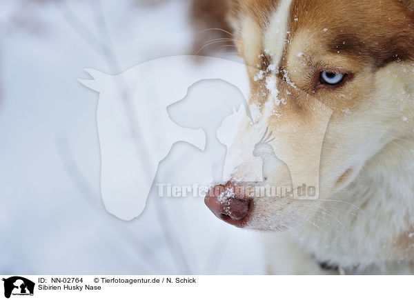 Sibirien Husky Nase / NN-02764