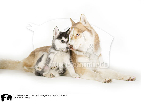 2 Sibirien Husky / NN-05047