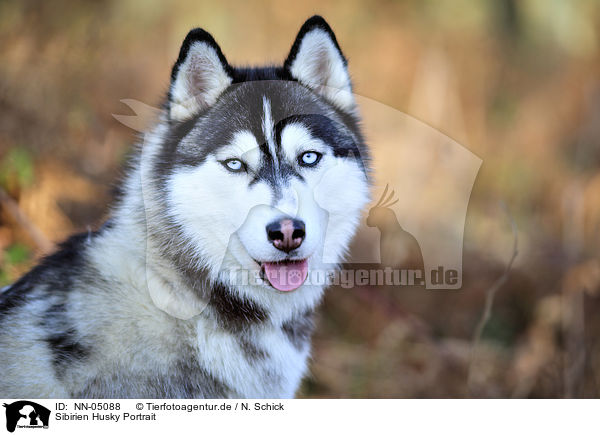 Sibirien Husky Portrait / NN-05088