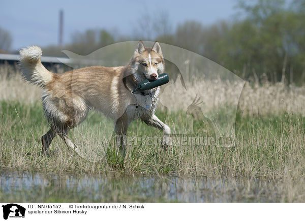 spielender Sibirien Husky / playing Siberian Husky / NN-05152
