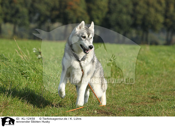 rennender Sibirien Husky / running Siberian Husky / KL-12458