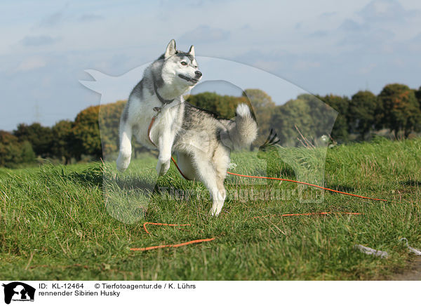 rennender Sibirien Husky / running Siberian Husky / KL-12464