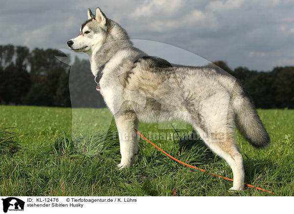 stehender Sibirien Husky / standing Siberian Husky / KL-12476