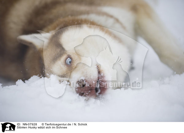 Sibirien Husky wlzt sich im Schnee / Siberian Husky rolls in the snow / NN-07928