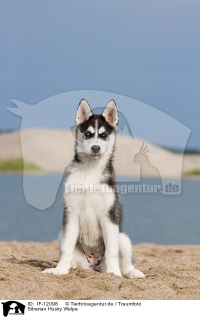 Siberian Husky Welpe / IF-12098