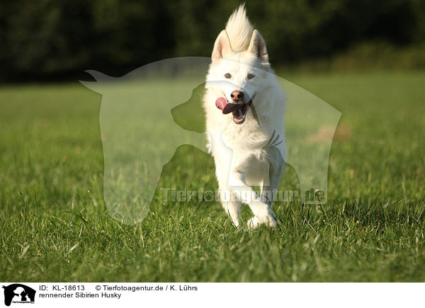 rennender Sibirien Husky / running Siberian Husky / KL-18613