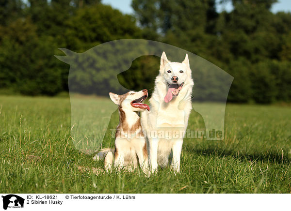 2 Sibirien Husky / 2 Siberian Husky / KL-18621