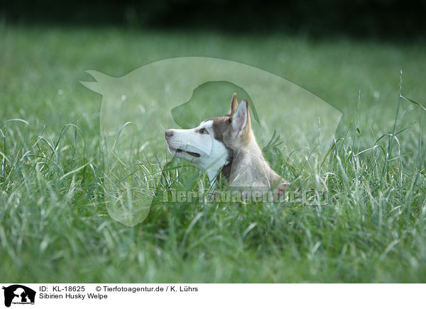 Sibirien Husky Welpe / Siberian Husky Puppy / KL-18625