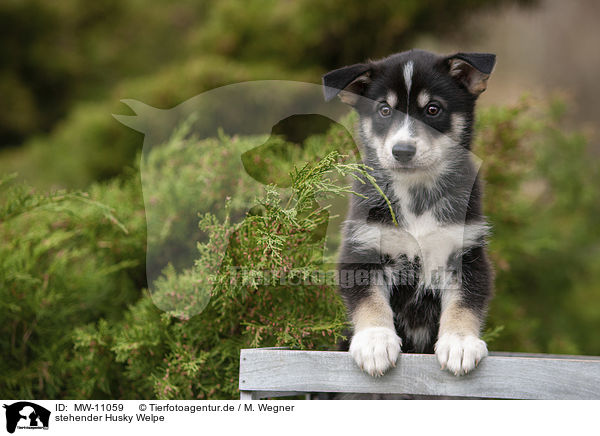 stehender Husky Welpe / standing Husky Puppy / MW-11059