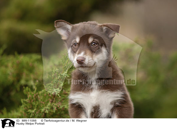 Husky Welpe Portrait / Husky Puppy Portrait / MW-11066