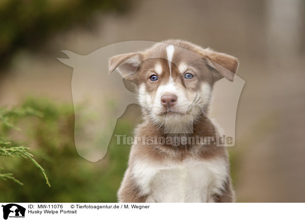 Husky Welpe Portrait / Husky Puppy Portrait / MW-11076