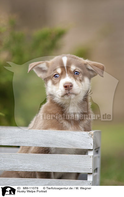 Husky Welpe Portrait / Husky Puppy Portrait / MW-11078