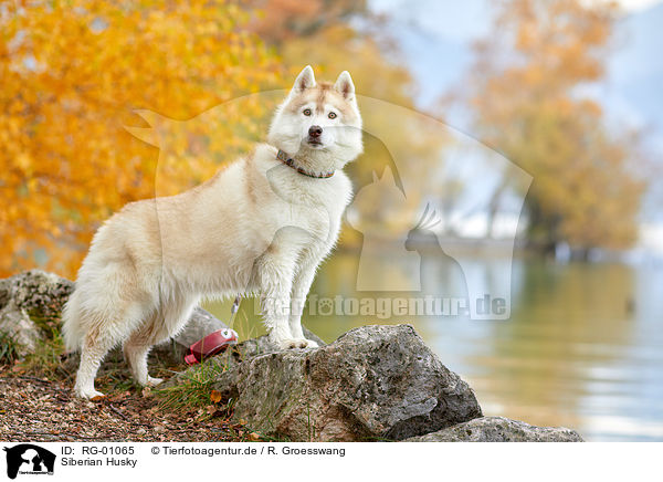 Siberian Husky / Siberian Husky / RG-01065
