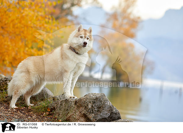 Siberian Husky / RG-01068