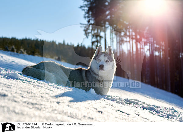 liegender Siberian Husky / RG-01124