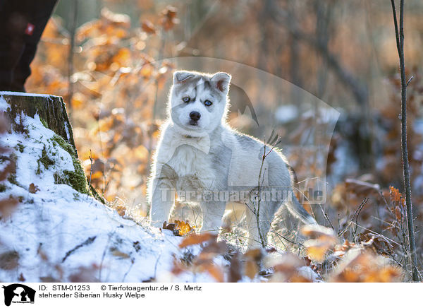 stehender Siberian Husky Welpe / STM-01253