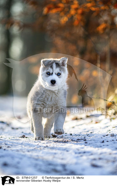 rennender Siberian Husky Welpe / STM-01257