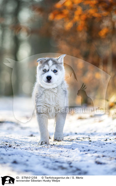 rennender Siberian Husky Welpe / STM-01258