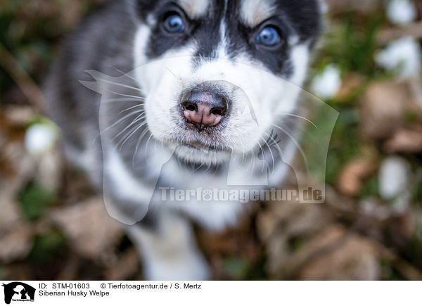 Siberian Husky Welpe / STM-01603