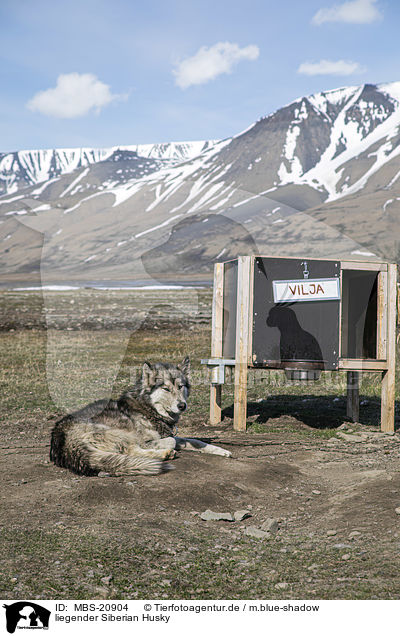 liegender Siberian Husky / lying Siberian Husky / MBS-20904