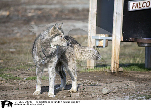 stehender Siberian Husky / standing Siberian Husky / MBS-20908