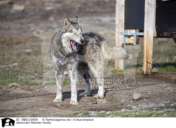 stehender Siberian Husky / MBS-20909