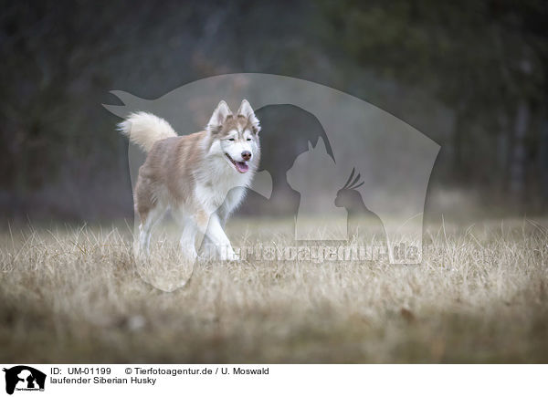 laufender Siberian Husky / UM-01199