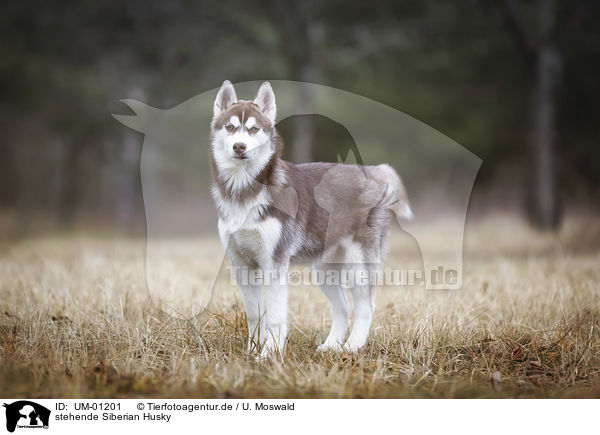 stehende Siberian Husky / UM-01201