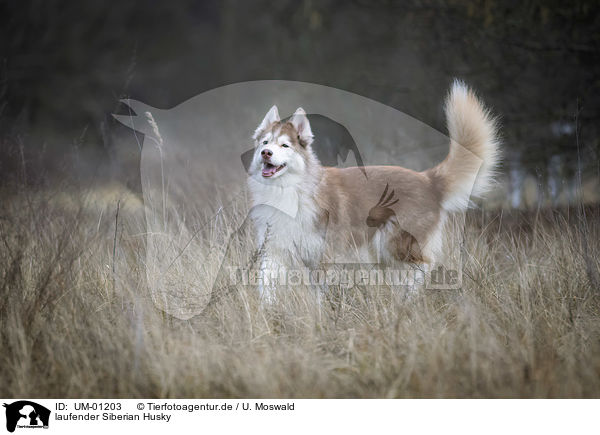 laufender Siberian Husky / UM-01203