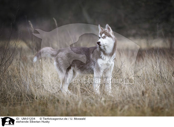 stehende Siberian Husky / UM-01204