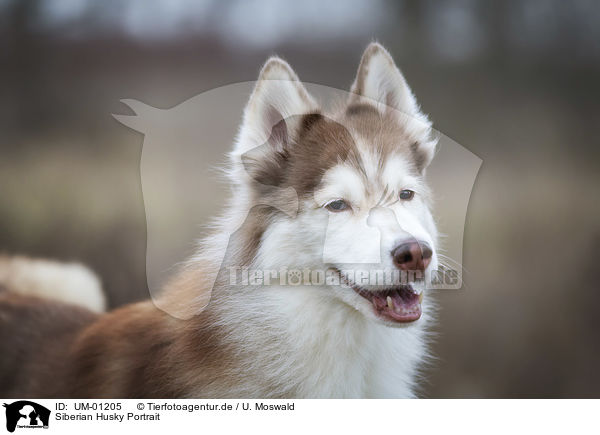 Siberian Husky Portrait / UM-01205