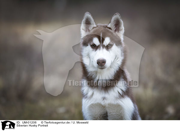 Siberian Husky Portrait / UM-01206