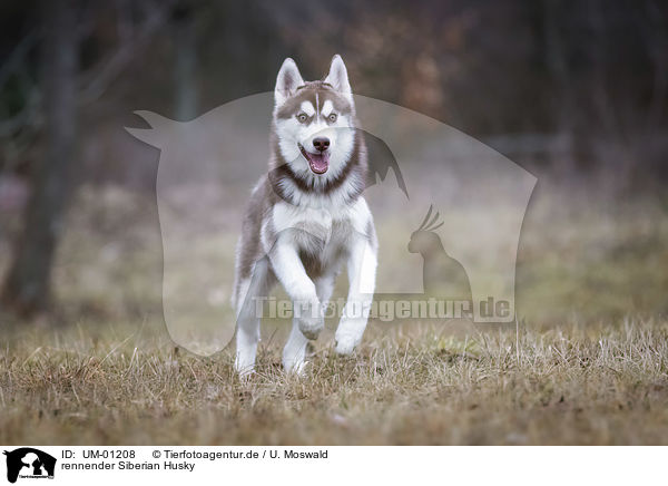 rennender Siberian Husky / running Siberian Husky / UM-01208