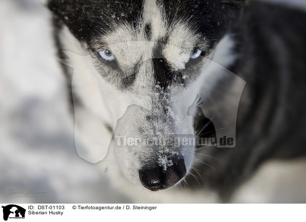 Siberian Husky / Siberian Husky / DST-01103