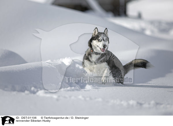 rennender Siberian Husky / DST-01106
