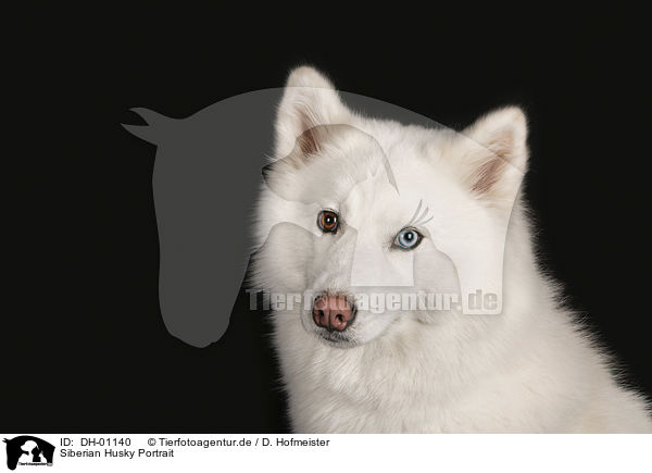 Siberian Husky Portrait / Siberian Husky portrait / DH-01140