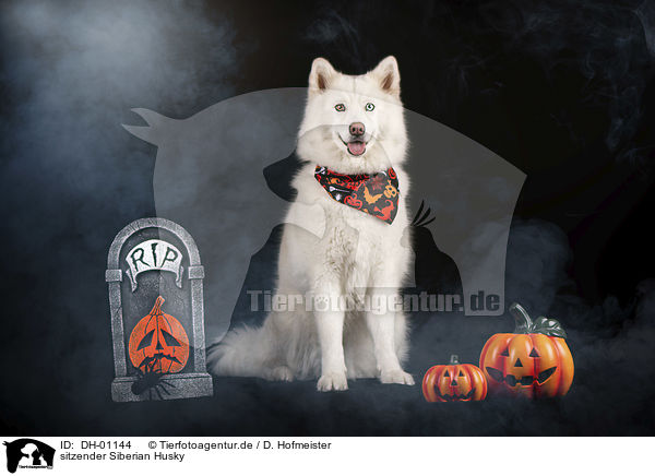 sitzender Siberian Husky / sitting Siberian Husky / DH-01144