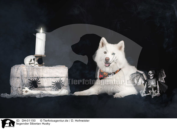 liegender Siberian Husky / DH-01150