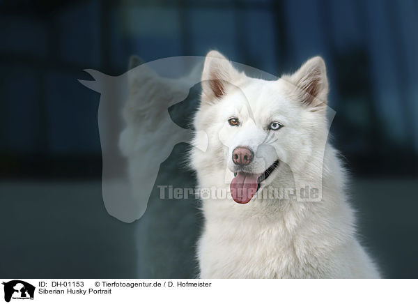 Siberian Husky Portrait / Siberian Husky portrait / DH-01153