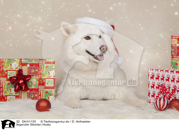 liegender Siberian Husky / lying Siberian Husky / DH-01155