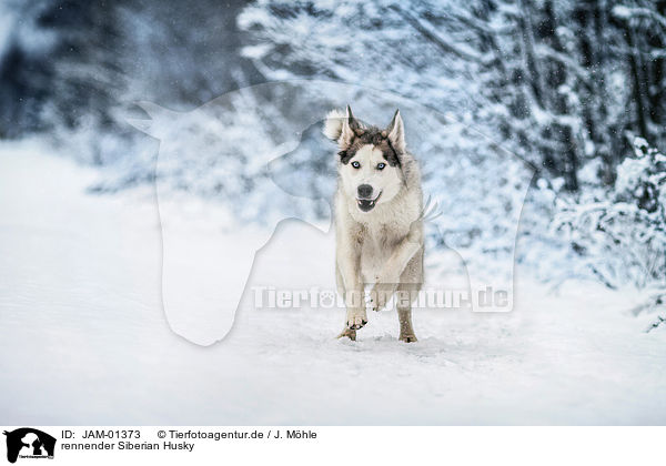 rennender Siberian Husky / JAM-01373