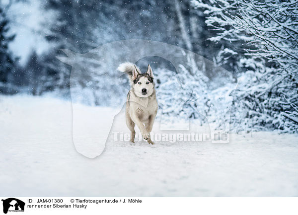 rennender Siberian Husky / JAM-01380