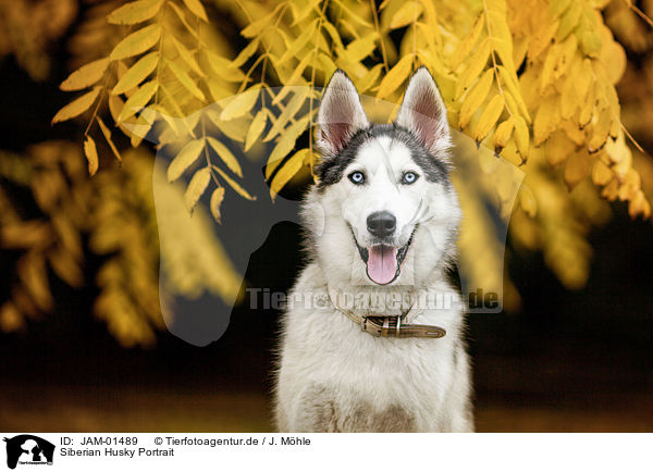 Siberian Husky Portrait / Siberian Husky Portrait / JAM-01489