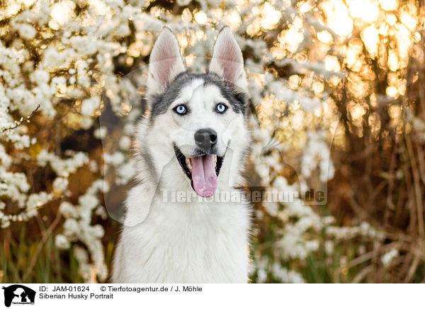 Siberian Husky Portrait / JAM-01624